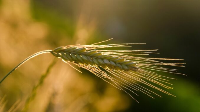 Agricultură în România. FOTO NickyPe