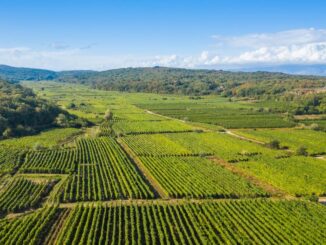 Agricultură în Europa. FOTO EPPO