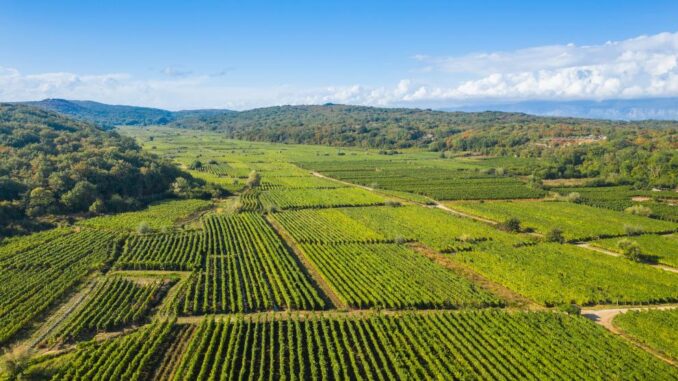 Agricultură în Europa. FOTO EPPO