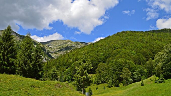 Pădure din România. FOTO igorspan