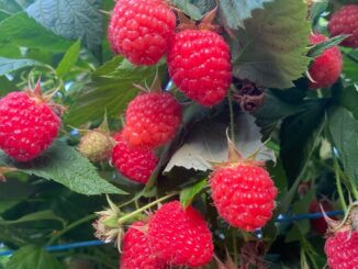 Zmeură românescă. FOTO Golin