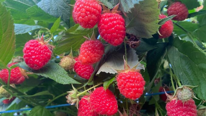 Zmeură românescă. FOTO Golin