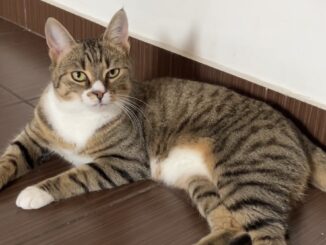 Animalele de companie sunt iubite. FOTO Adrian Boioglu