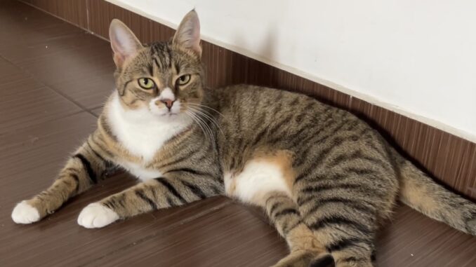 Animalele de companie sunt iubite. FOTO Adrian Boioglu