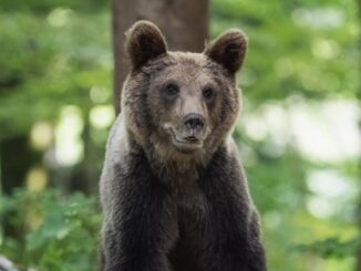 Urșii, un pericol pentru populație. FOTO Simonecappe91